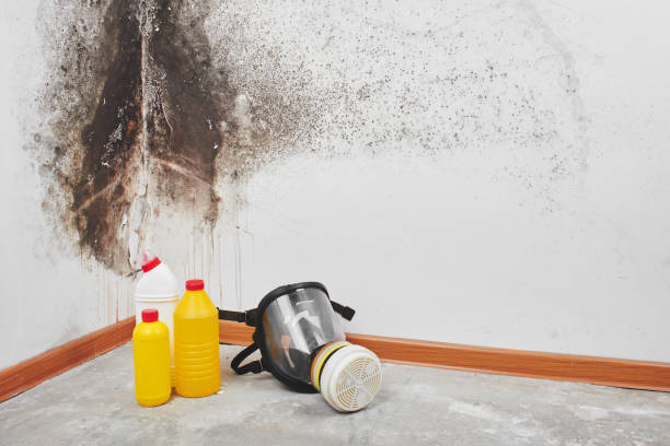 Best Mold Removal Company Near Me  in Nibley, UT