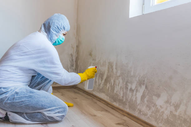 Best Attic Mold Removal  in Nibley, UT