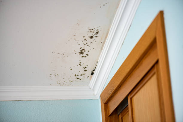 Best Mold Damage Repair  in Nibley, UT
