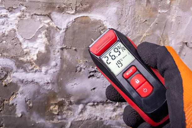 Best Fast Mold Removal  in Nibley, UT