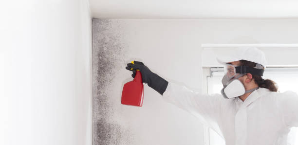 Best Crawl Space Mold Removal  in Nibley, UT