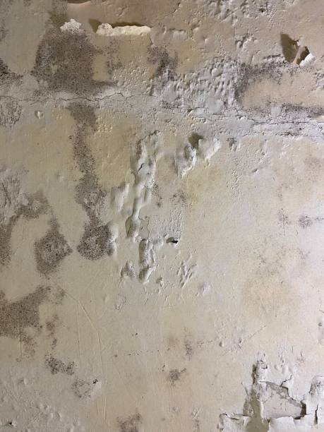 Best Certified Mold Removal  in Nibley, UT