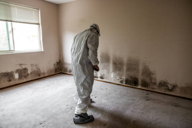 Best Fast Mold Removal  in Nibley, UT