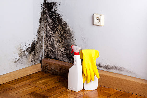 Best Mold Testing and Removal  in Nibley, UT