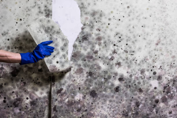 Attic Mold Removal in Nibley, UT