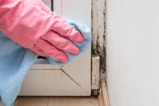 Best Mold Testing  in Nibley, UT